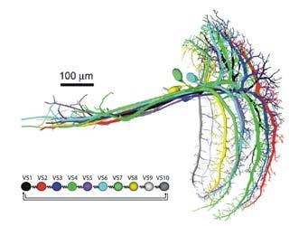 Foto: Max Planck Institute for Neurobiology