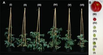 Foto: Max Planck Institute of Molecular Plant Physiology