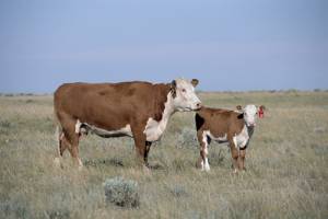 Foto: Michael MacNeil, USDA