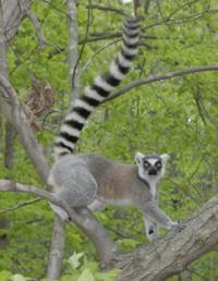 Foto: David Haring, Duke Lemur Center