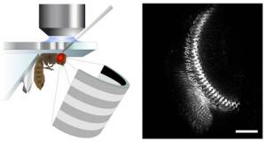 Foto: Max Planck Institute of Neurobiology