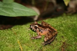 Foto: T. Ulmar Grafe/University of Brunei Darussalam