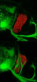 Foto: laboratorio de Pfaff, Salk Institute for Biological Studies