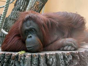 Orangután de borneo masa corporal